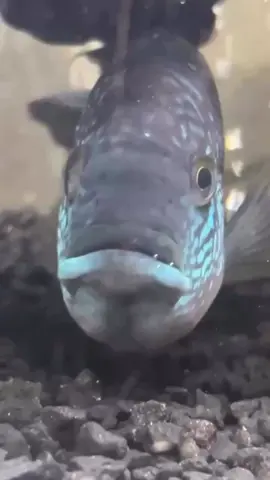 Tropical fishies aquarium JACK DEMPSEY CICHLIDS #fishtok #aquariumfish #freshwaterfish #aquario #fishkeeping #fishroom #cichlidtank #fishoftiktok #fishvideos #aquaticlife #fishtank #tropicalfish #tropicalfishtank #jackdempsey #jackdempseyfish #jackdempseycichlid #intruder #vanhalen #bigfish #myfish #freshwater #freshwateraquarium 