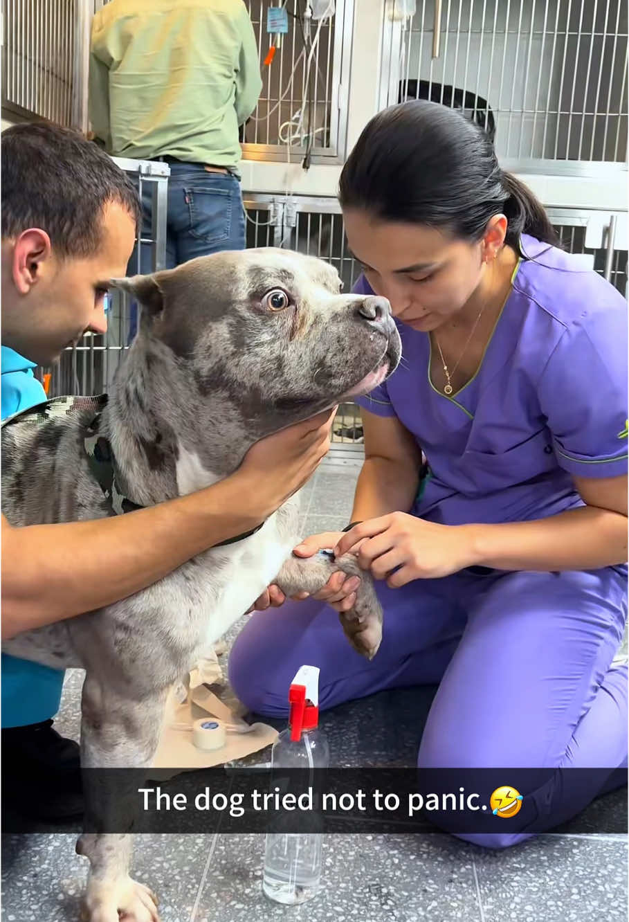 Dogs are afraid of vets.#dog#funny#funnyanimals#funnypets#animals #dogsofttiktok #pet #foryou #longervideos