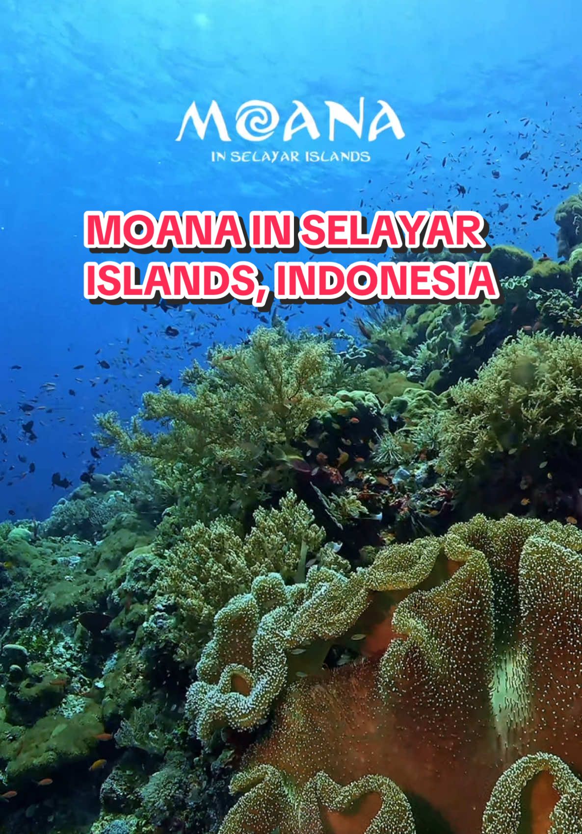 akhirnya kesampean juga pake sound ini di Selayar! Sumpah keindahan pulau selayar bikin jatuh cinta, apalagi underwaternya! beuh nyamanna 😍🫶🏼  trip by @Wonderful Selayar  #moana #selayar #sulsel #sulawesiselatan #wonderfulselayar #underwater #diving #freedive 