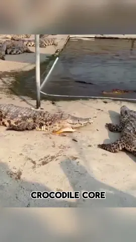 Funny crocodiles🤣🤣#funny #foryou #fpy #animal #crocodiles 