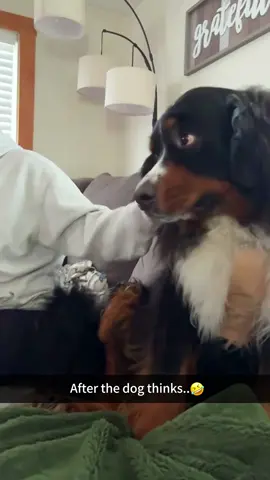 Dogs understand English.🐶🤣#dog#funny#funnyanimals#funnypets#animals #dogsofttiktok #pet #foryou #longervideos