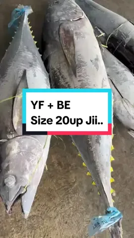 Tuna YF+Be Ji.. Size 20up Stok amaan Ji... #tuna #yellowfintuna #bigeyetuna #frozenfish #ikanbeku #ikantuna 