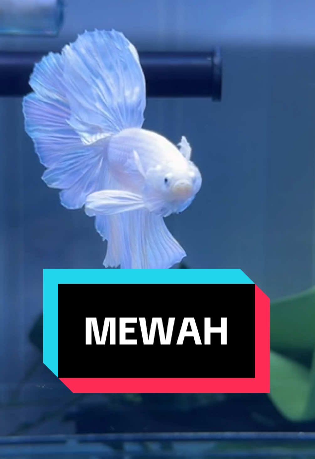 Cupang Halfmoon White Platinum #hmwp 