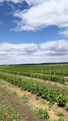 Черная смородина под механизированный сбор урожая. Второй год после посадки. Заложена промышленными сортами из собственного питомника (маточника).  На плантации смонтирован подземный капельный полив, что позволяет использовать уборочную техники любого производителя и конструктива.  В продаже каждый год (осень) имеется посадочный материал промышленных сортов черной смородины, до 1 млн. товарных саженцев.  Для связи писать в Директ + контакты в шапке профиля.  #сад #чернаясмородина #ягоды #плантация #бизнес #сельскоехозяйство