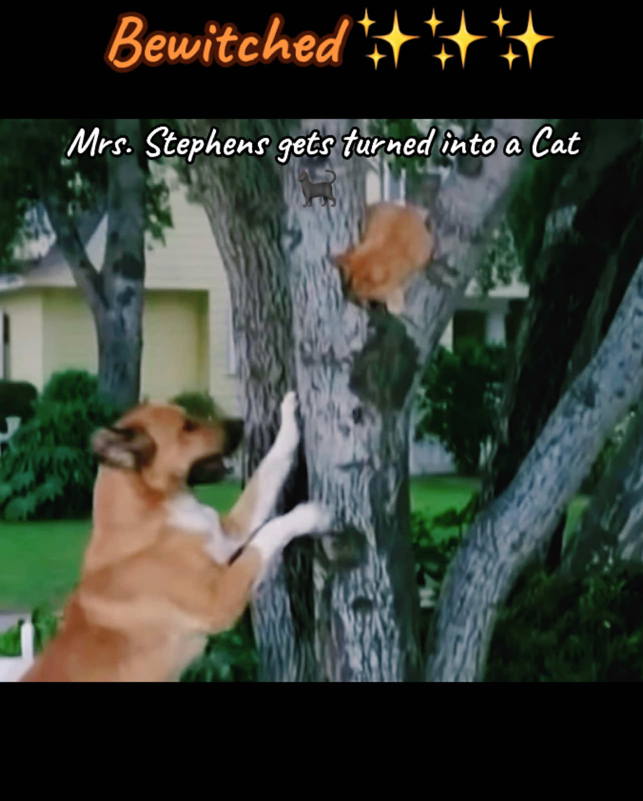 When people get turned into animals #funny #magic #bewitched 