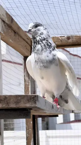 #pigeon #kabutar #kabootar #pakistan #punjab #shok #foryou #sohaibpigeonsclub 