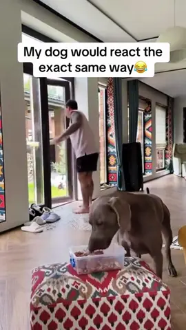 The bad guys are coming. The dog doesn't care about me.😂#dog#funny#funnyanimals#funnypets#animals #dogsofttiktok #pet #foryou #longervideos