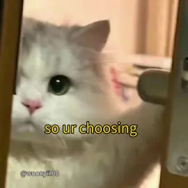 okay.  .  ...  #streak #cute #cat #voiceacting #meme 