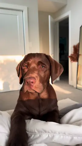 The only alarm clock I’m ok with 🥹 #chocolatelab #chocolatelabrador #chocolatelabpuppy #labpuppy #labradorretriever #stpetersburg