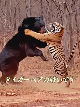 ツキノワグマとトラではどちらが強いでしょうか？#動物 