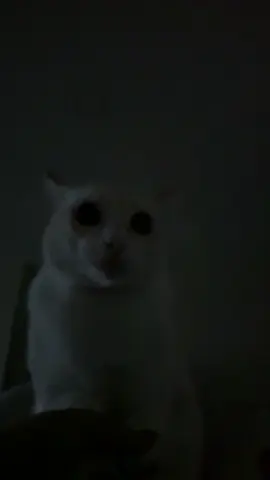 แมวผีออกอาละวาด จับได้แล้ว เตรียมเอาไปใส่หม้อถ่วงน้ำ #อากาศแมวทงคตสึ #แอสการ์ดแมวน้ําจิ้มไก่ #เทรนวันนี้ #แมวผี #แมวดื้อ 