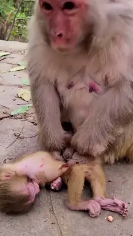 #monkey #sadness #viral #foryourpage 
