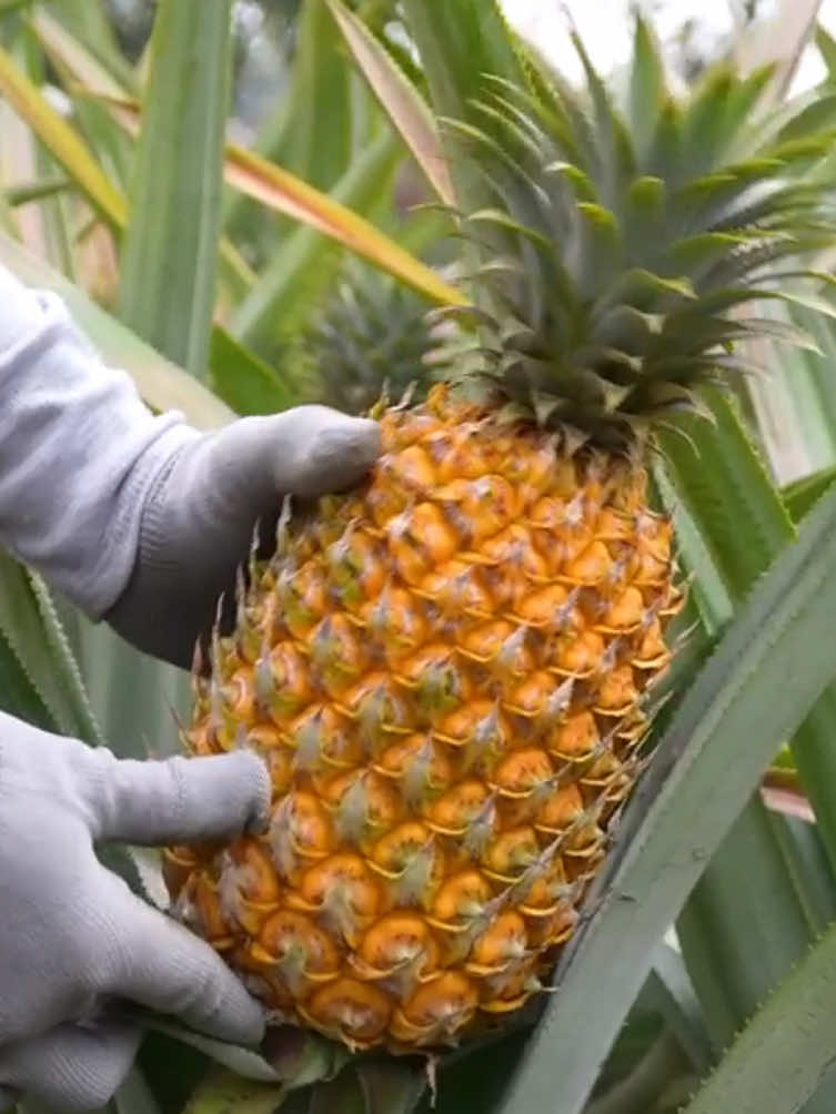 Harvest fruits #garden #farming #harvest #vegetables #fruit 