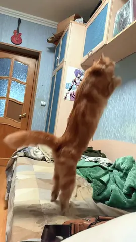 АХАХАХАХАХАХАХАХАХАХАХ #хочуврекомендации #cat #memcat #cats #catmeme #рекомендации 