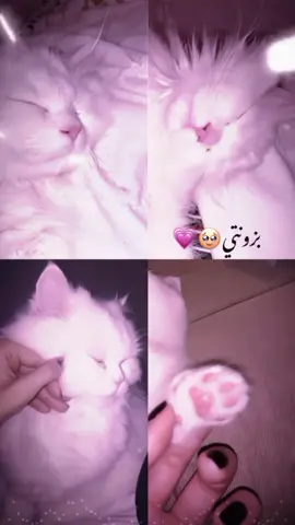 بزونتي 🥹💗#تصميمي #viral #لا #بنات #كيوت #عراقيه #مالي_خلق_احط_هاشتاقات #foryou #اكسبلورexplore #foryoupage 