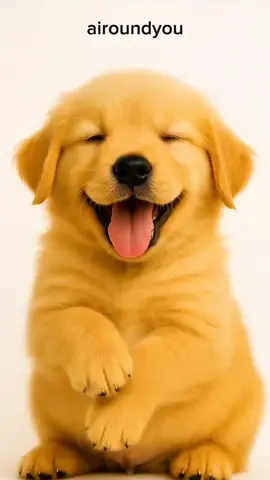 Kim Seon Ho smile trend. Puppy edition | Ayo belanja produk2 kami. Klik link showcase di bio. #kimseonho #seonhosmiletrend #kimseonhosmile #puppy #puppytiktok #trending #smile #fyp 