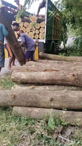 full 2 meter gas Jepara #cantermaniaindonesia #sengonbalap #kayubalap #indonesialegallwood#jatimania