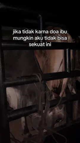 #sobatngaret #petrnakmuda #blantiksapi #bosmuda #bosmuda #peternaksapiindonesia #jurangansapi #fypppppppppppppppppppppppp #mama 