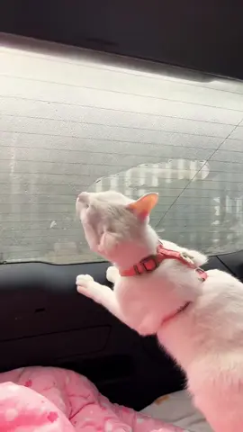 Cats tongue 👅 #pet #cat #catsoftiktok #fyp #