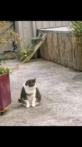 😂😂#foryou #viral #funnyvideos #catsoftiktok 