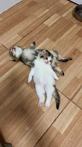 #bungki🦭 