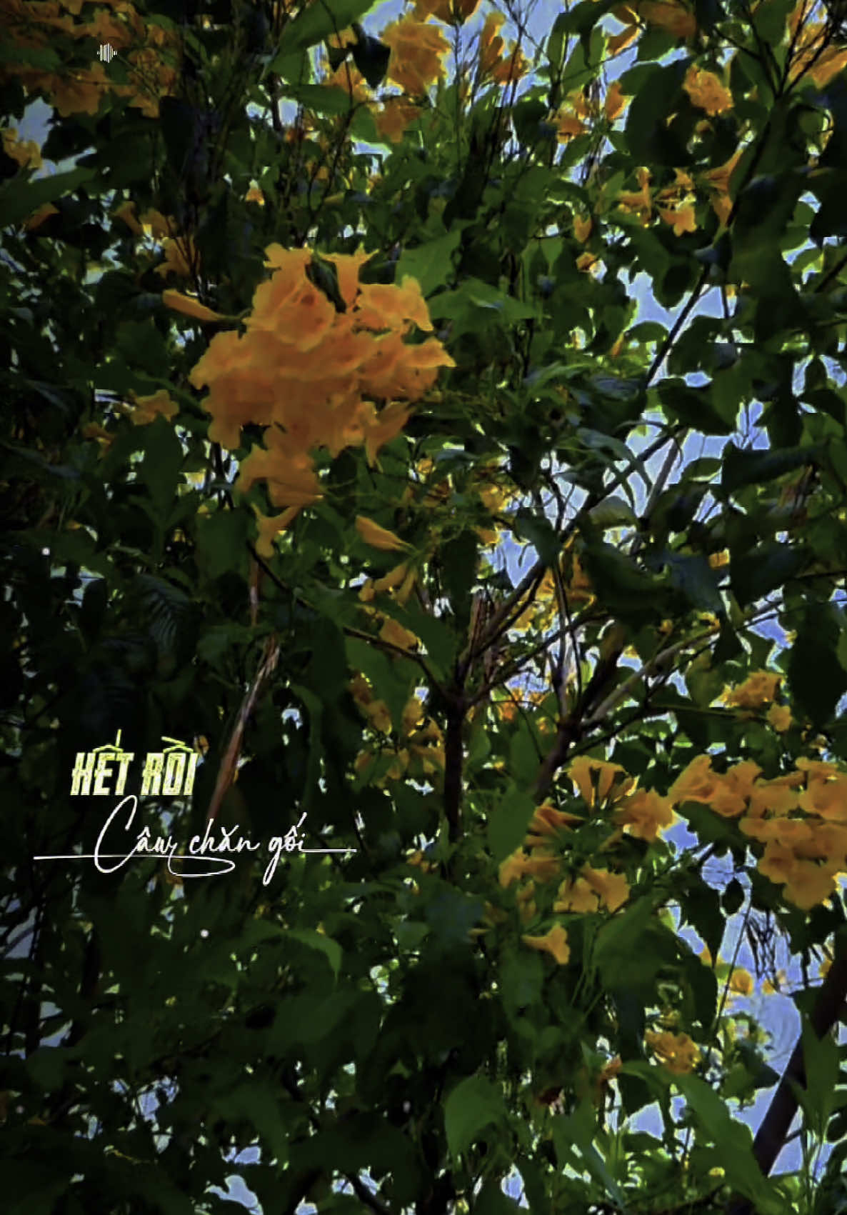 Em về với người hết rồi câu chăn gối #nhachay #nhacnayhay #nhactamtrang #nhactamtrangbuon💔 #nhacnaynghelanghien #nhacnaychillphet #xuhuong2024 #xh #fyp #lyrics #quetoi067 