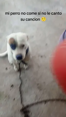 te perro se ve bien agresivo...  ... mi perro 🤣  #paratiiiiiiiiiiiii #perroagresivo 