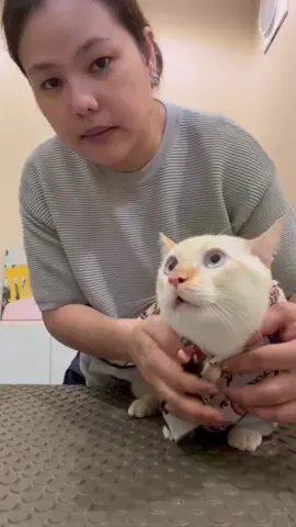 This is my warning: Please don’t blame the cat. Previously, the cat had come to our shop for a bath, and he was easy to handle and not aggressive. However, after being neutered, he seemed to still be fearful and wary of people, which may have made him more aggressive. So, the cat is not at fault—it’s just his instinct. This incident happened because of the groomer’s carelessness. We thought we knew the cat since we had bathed him before and remembered him as being sweet, so we let our guard down. I don’t support the use of harsh words or blaming the cat, because I believe the cat did nothing wrong.          #สวนสัตว์tiktok #ทาสแมว #cat #catsoftiktok #catlover #แมว #แมวน่ารัก #เทรนด์วันนี้ #แมวเหมียว #สวนสัตว์tiktok 