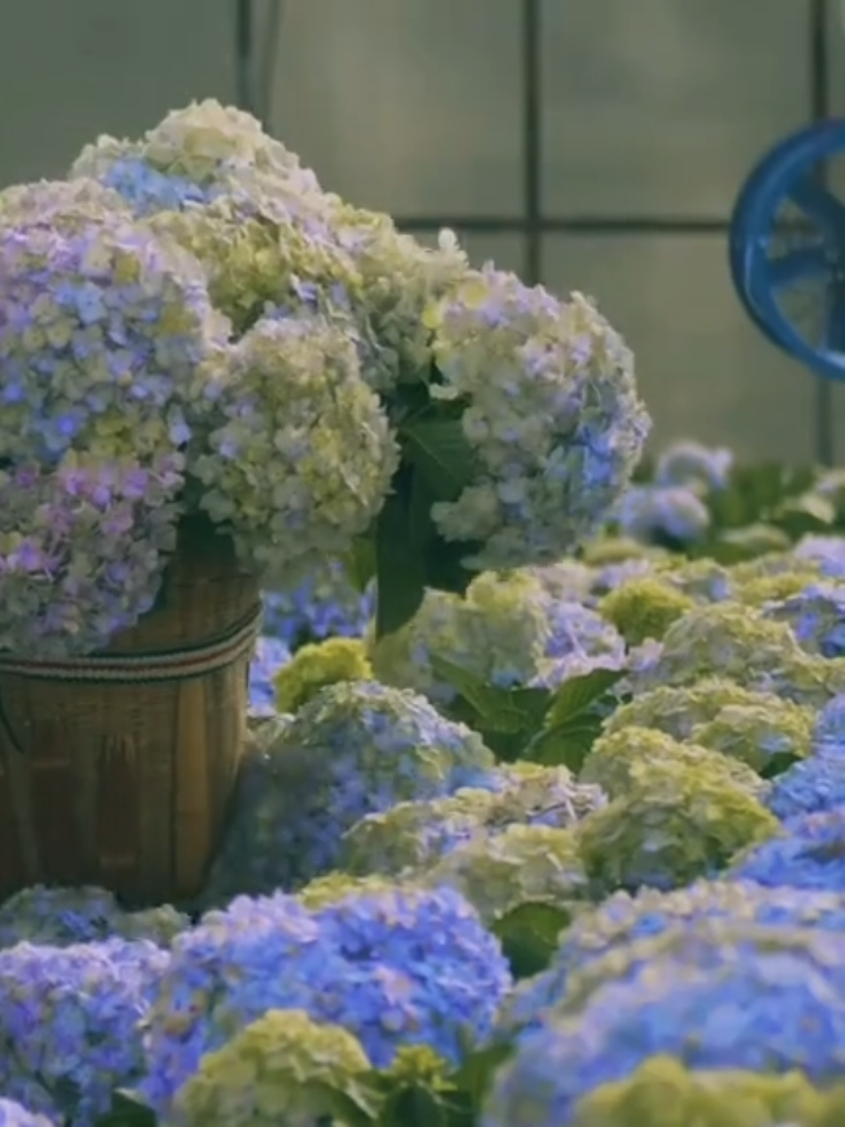 Cẩm Tú Cầu - Amber Hydrangea #flowers #ntttrazg_ #xh 