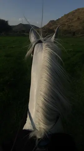 🤍🤍. #خيل #الطايف #قرآن #fyp #explore #foryou 