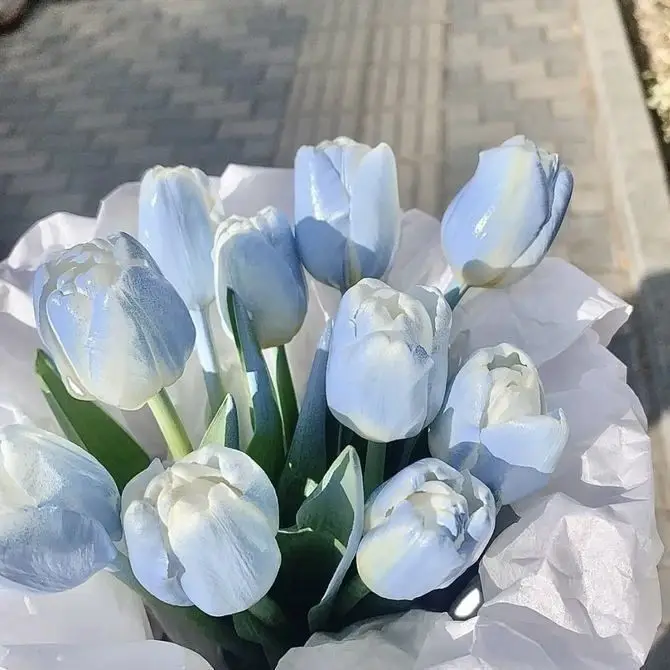 Hình nền hoa tulip màu xanh dương cho ai cầnnnn
