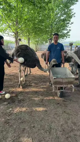 Have you ever seen egg as hard as stone? #ostrich #egg #farming