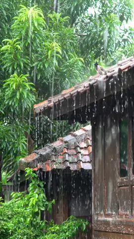 Hujan Pagi Hari#hujan #pagi #hari#suasanapedesaan #hujanderas #relaxingvideos #santai #nuansaalampedesaan 