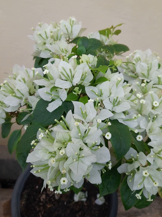 ID : Singapur Putih #bungabougenville #bougainvillea #bougenville 
