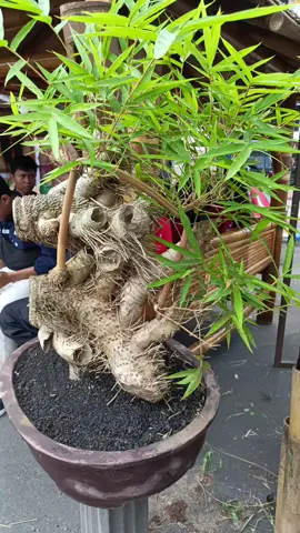 Bonsai bambu kuning #bonsaibambukuning  #BonsaiBambu #BambuKuning #JualTanamanPonorogo  #tanamanhiasponorogo  #bonsaiunik  #bambukuning 