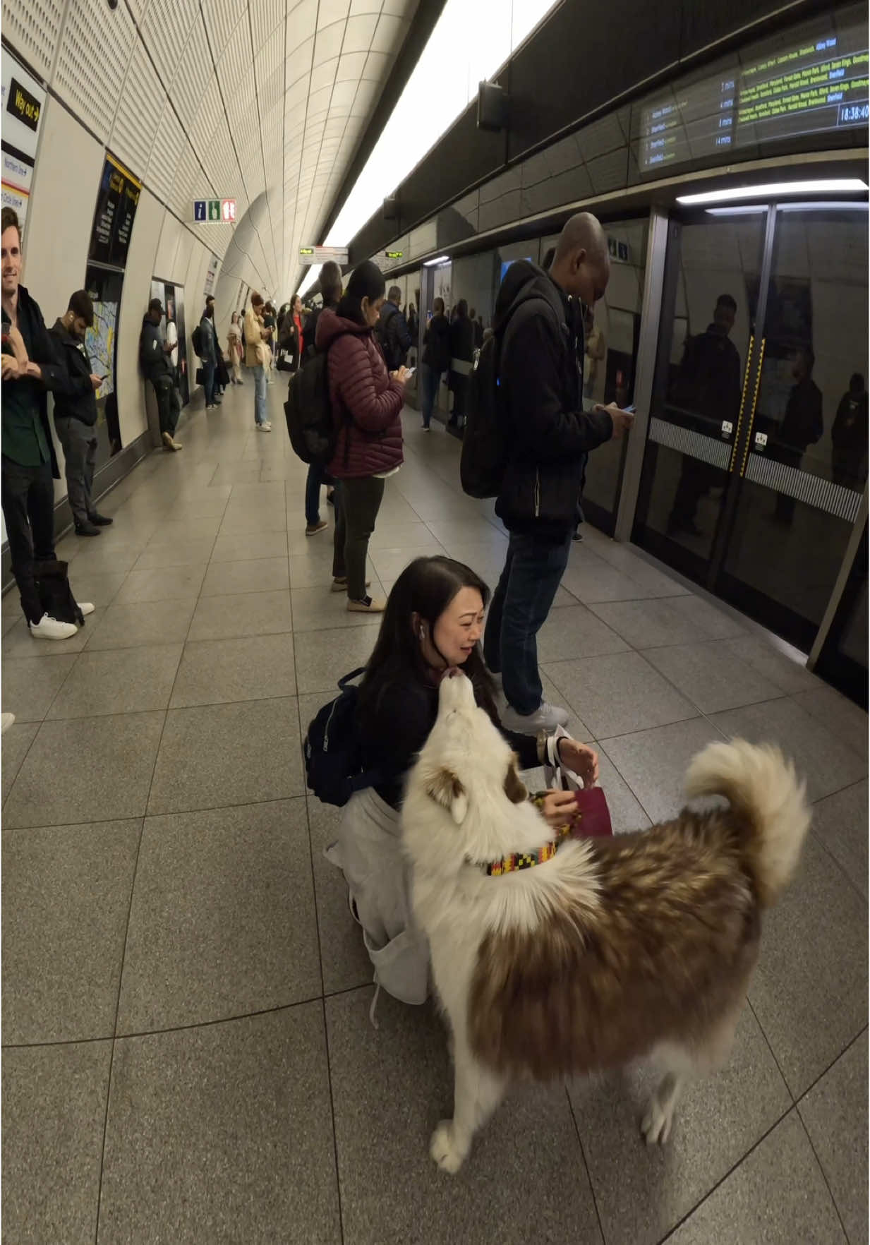 Interactions with my dog!!  #husky #viral #pets #fyp #foryou #viola #violasnow #famous #trains 