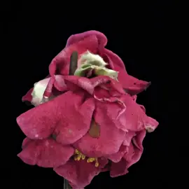 #FLOWERS • thank you soo much for all your love;) #nature #natureedit #flower #floweredit #flowersblooming #spring #aesthetic