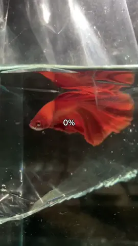 🤫 #cupang #cupanghias #akbetta #fyp #hmsr #ohm #cupanghiasindonesia #halfmoonbetta #superred 