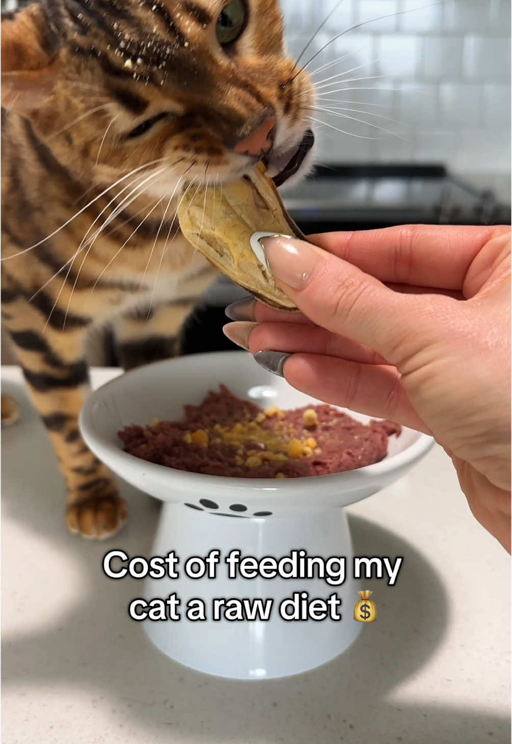 Are you suprised?🥰  #catsoftiktok #asmr #bengal #mukbang #rawdiet #letsfeedmycat #catfood 