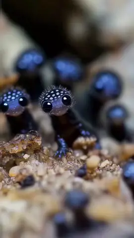 Have you ever seen a screaming Amphiblet?  . . . . . . . . . . #amphibia #lizards #animalsoftiktok #cute #babyanimals #PetsOfTikTok #cutebaby #exoticpets #fishing #explorepage #Outdoors #ypfッ #fyp #viralvideo #trending #funny #creatorsearchinsights #canva #original #content #CapCut 