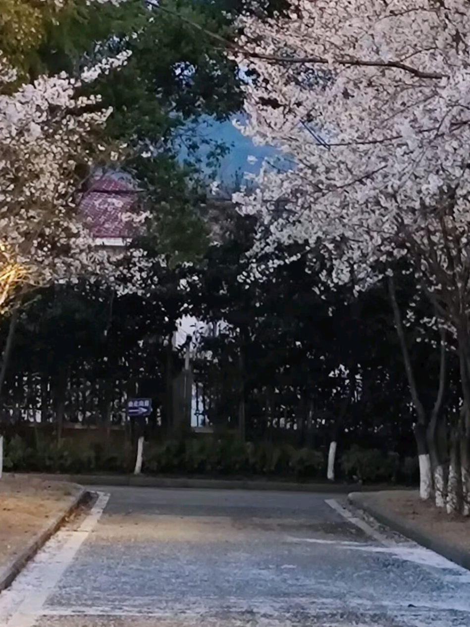 #成人礼 