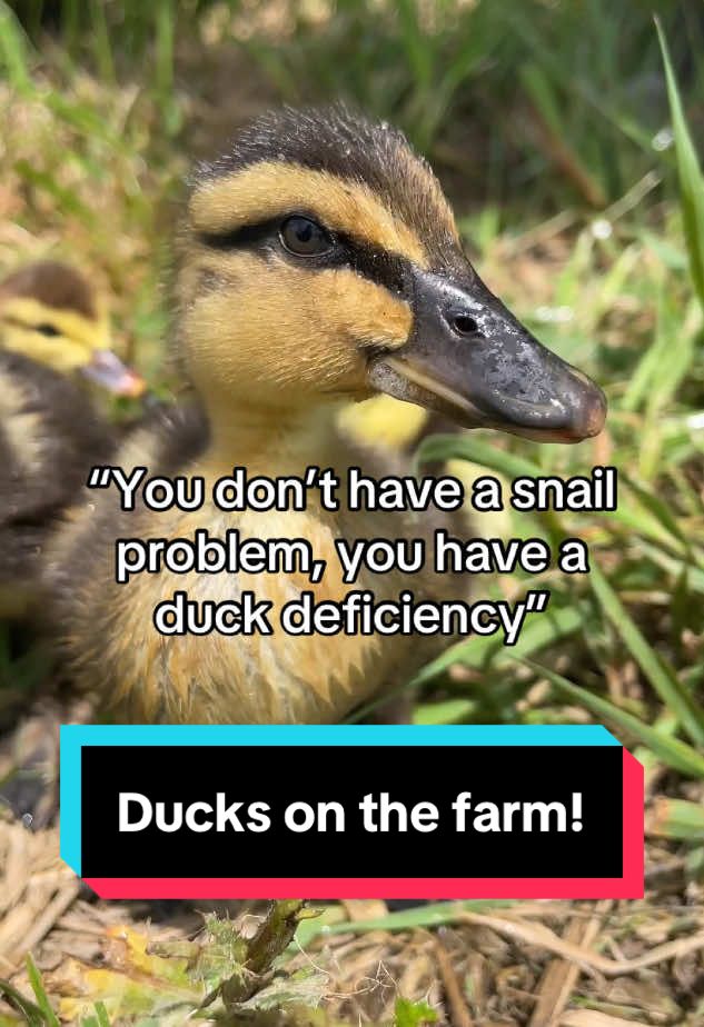 How we use ducks to control pests on the farm 🦆 #ducks #duckfarm #growyourownfood #offgridlife #farming 