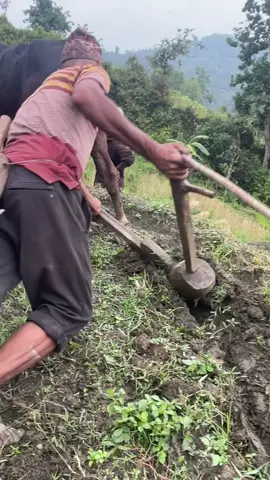 Gorkha Nepal. Hariyo Dada Mathi Halo Jotne Sathi…. #_trending #viraltiktok #foryoupageofficiall #foryou #viralreels #hillnepal #Nepal #foryoupage #Halo #ploughing #mountain 