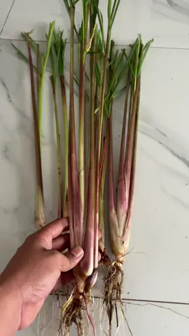 #serehwangi #serehmerah #seraiwangimall #seraimerah 