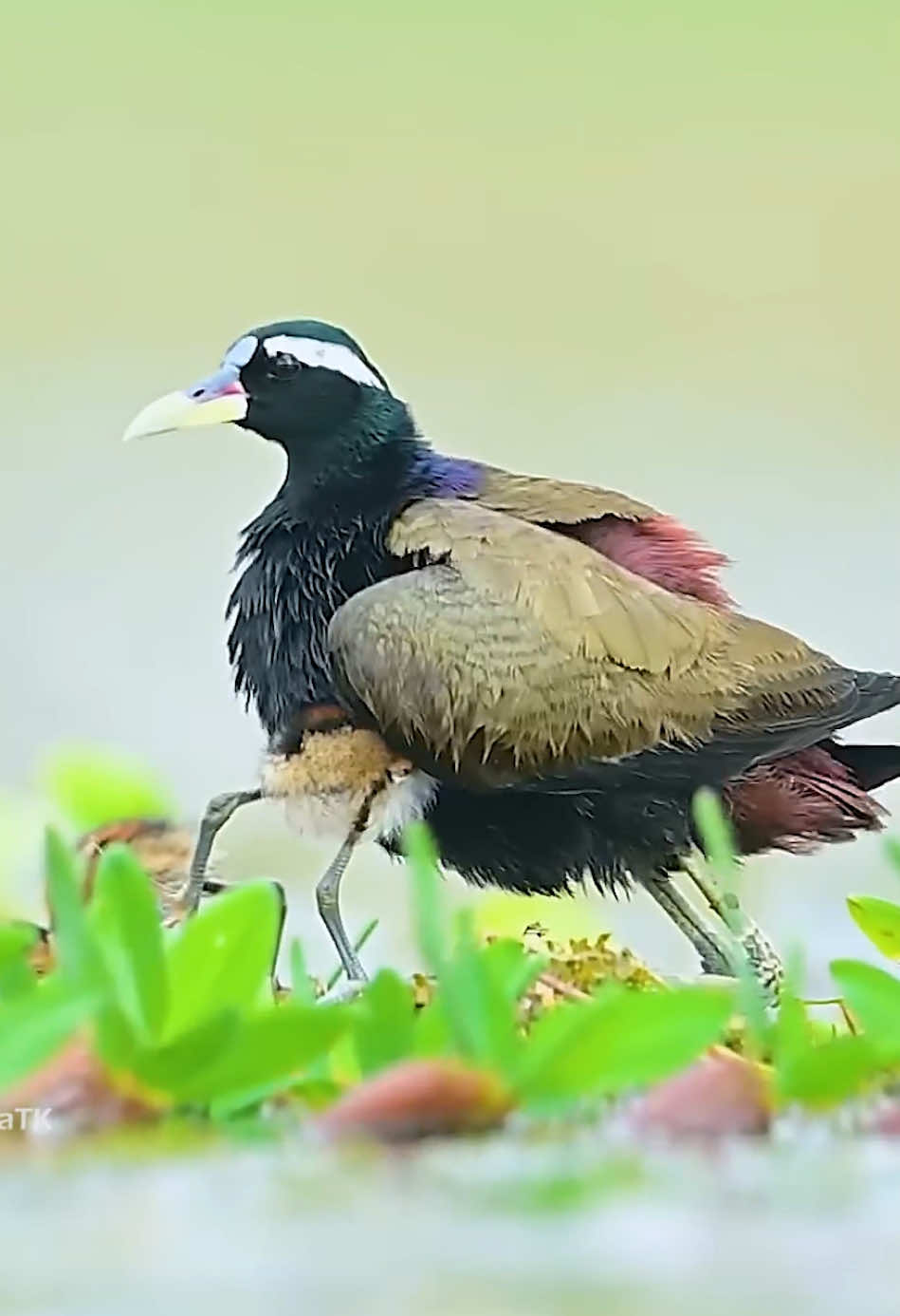 This time,it’s love from Dad. #amazinganimals #nature #foryour 