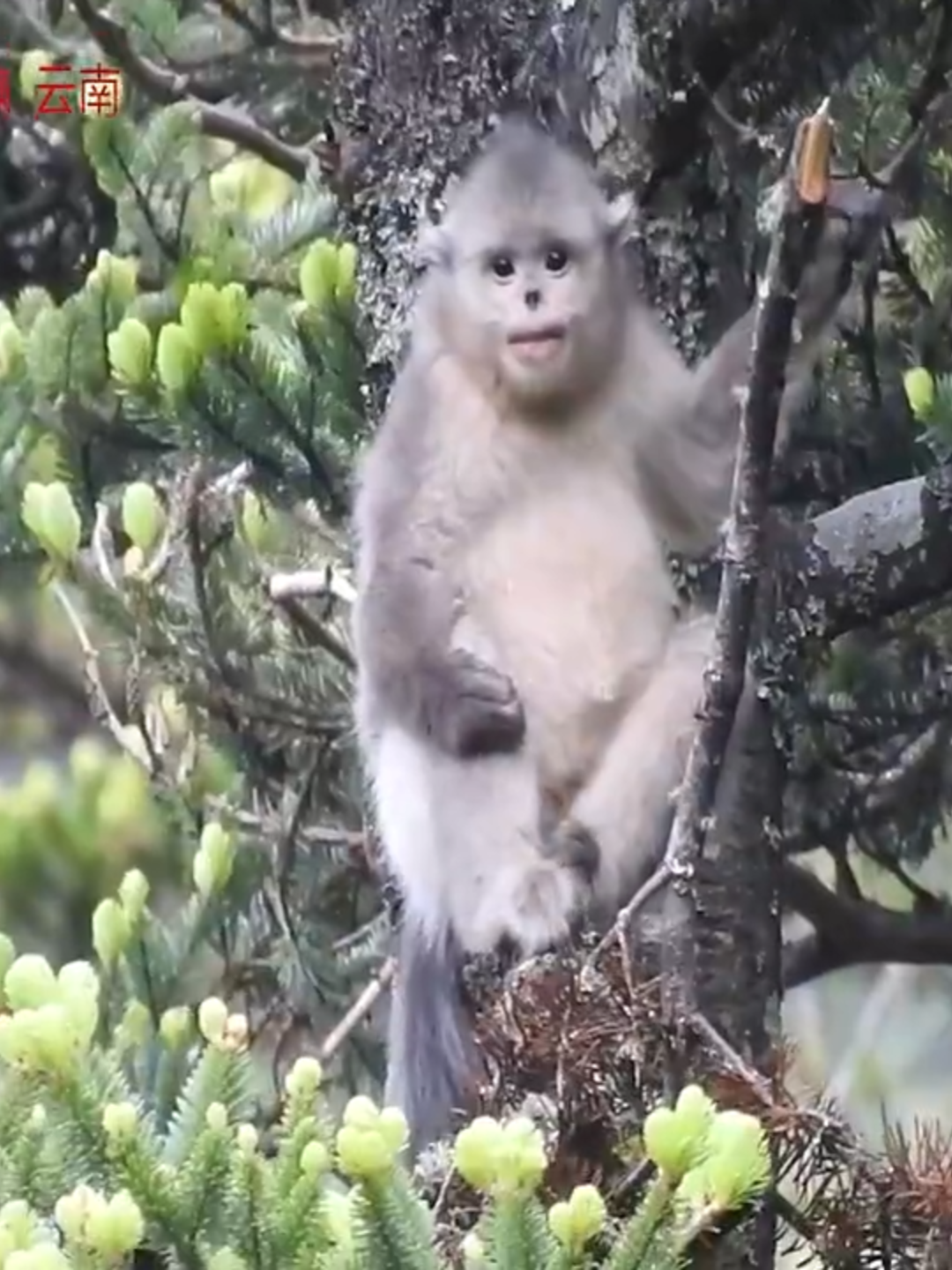 Chine# Un environnement naturel préservé favorise la reproduction des rhinopithèques de Roxellane du Yunnan.