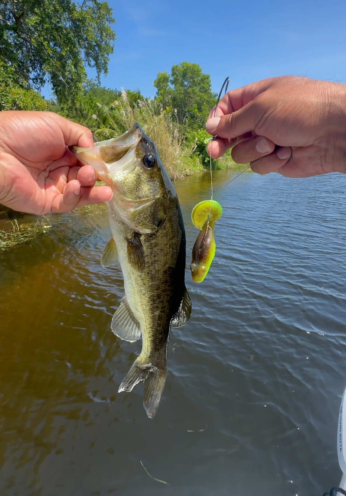 😮‍💨The action on the swamp toad is🔥here is a quick catch for you! Link to my swamp toad is in the video💪 #urbanfloridafishing #bassfishing #fishing 
