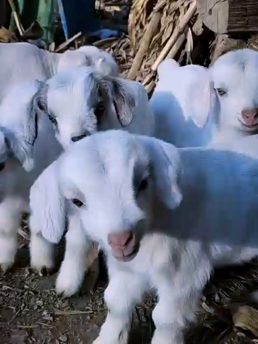 Cute Animals|funny animals #funny#funnyvideos #funnyanimals #cuteanimals #cutee #foryou #viral #tiktok 