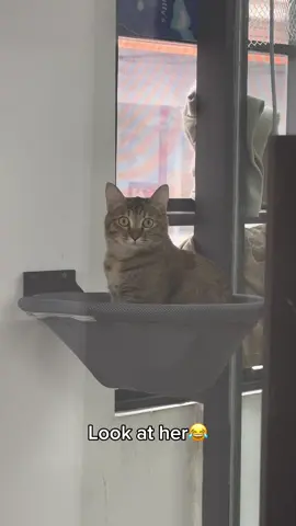Look at her🤣#cathammock #catlover #cutecat #mycat #catmom #petlover #catlife #kitten #petsupplies #catsoftheday #cattok 