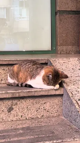 #cat 